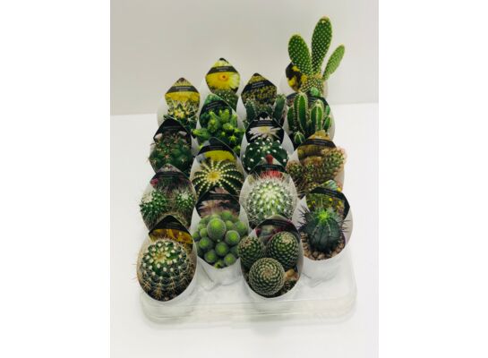 Kaktus GIRO don.6,5 cm