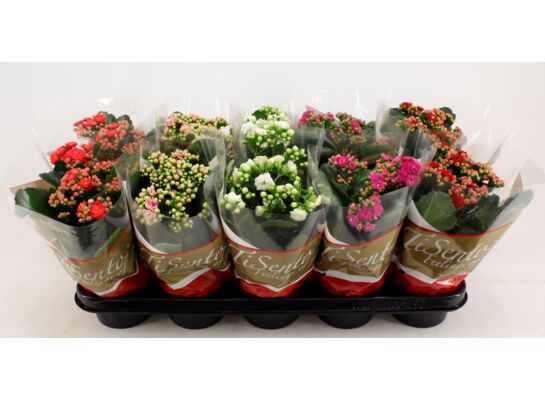 Kalanchoe doniczka 10,5 cm mix