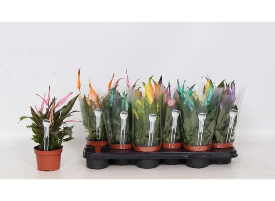 Skrzydłowkiat malowany D510 mix