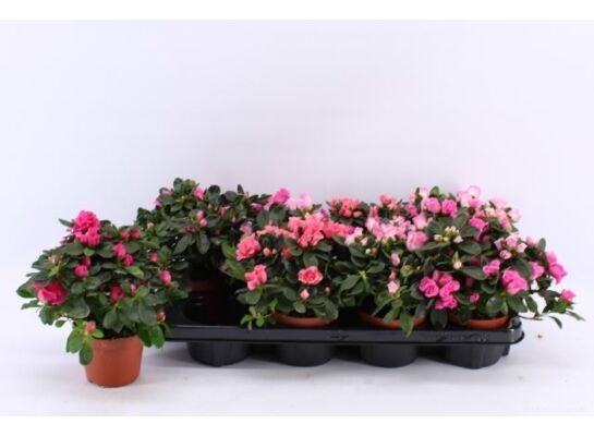 Azalia D13 don.13 cm