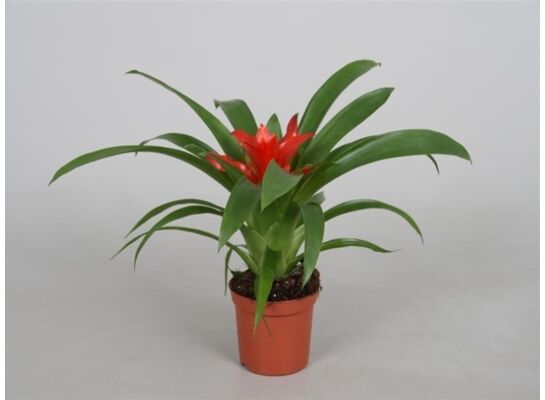 Guzmania D9 don.9 cm