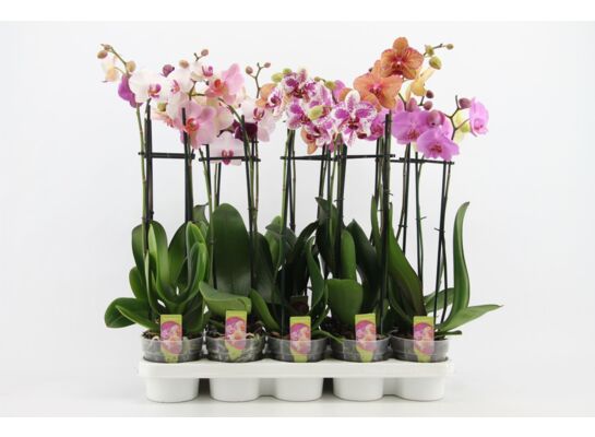 Storczyk 2-pędowy 60cm mix