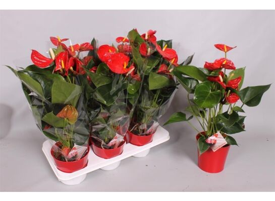 Anthurium D17 don.17 cm