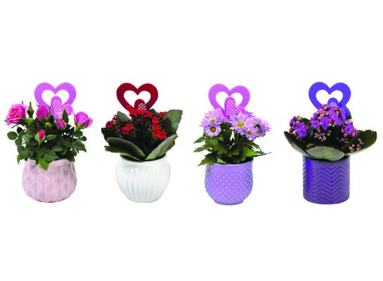Walentynkowe kwiaty w ceramicznej osłonce