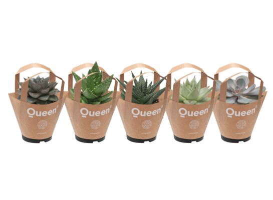 Harworthia i Echeveria don 10,5 cm