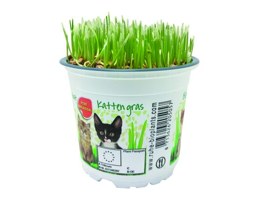 Ekologiczna trawa dla kota