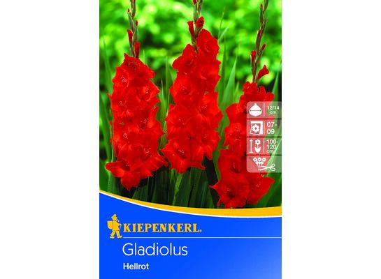 Mieczyk 100-120 cm 14/+ jasny czerwony