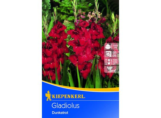 Mieczyk 100-120 cm 14/+ ciemno czerwony