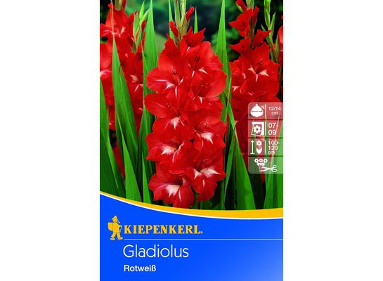 Mieczyk 100-120 cm 14/+ czerwono-biały