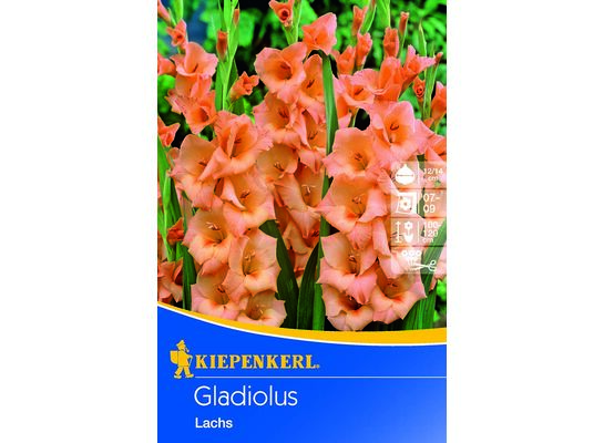 Mieczyk 100-120 cm 14/+ łososiowy