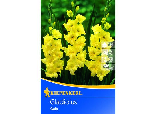 Mieczyk 100-120 cm 14/+ żółty