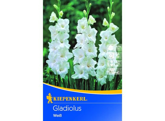 Mieczyk 100-120 cm 14/+ biały