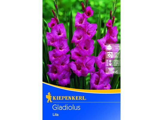 Mieczyk 100-120 cm 14/+liliowy