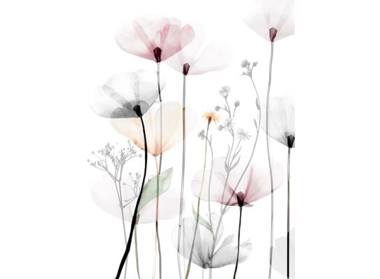 Obraz Canvas 60 x 80 C ST543 MODERN POPPY 1