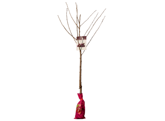 Drzewko owocowe w balocie Czereśnia wys. 160-170 cm