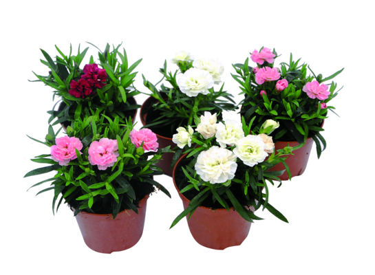 Goździk wys. 20 cm don. 9 cm