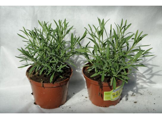 Lawenda wys. 25 cm don.1 l