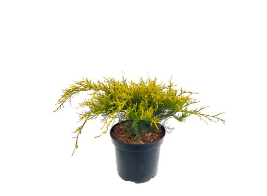 Juniperus mix wys. 20-40 cm don. 2 l