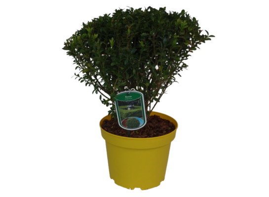 Bukszpan wieczniezielony wys. 30-40 cm don. 22 cm