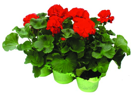 Pelargonie rabatowe w 6-paku don. 9 cm