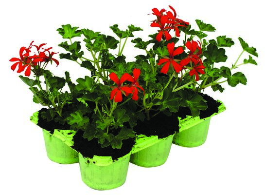 Pelargonie bluszczolistne w 6-paku don. 9 cm