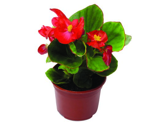 Begonia stale kwitnąca wys. 15 cm don. 9 cm