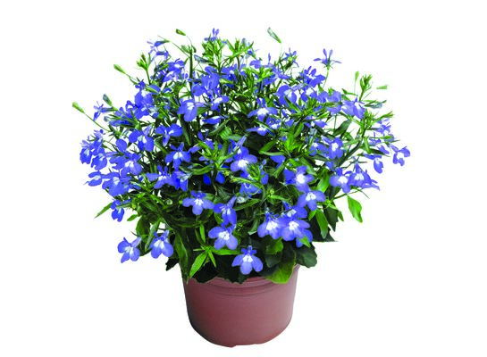 Lobelia rabatowa wys. 15 cm don. 9 cm