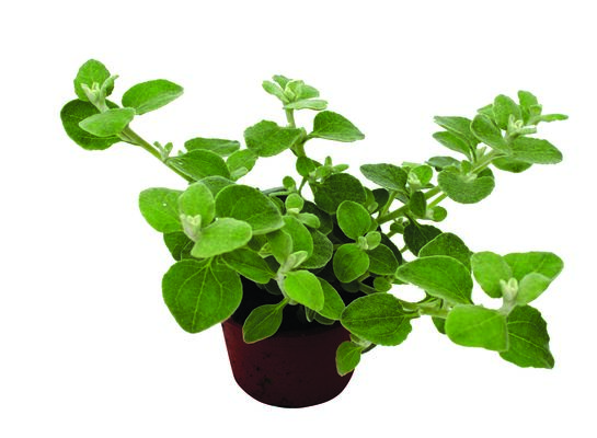 Kocanka wys. 25 cm don. 10,5 cm