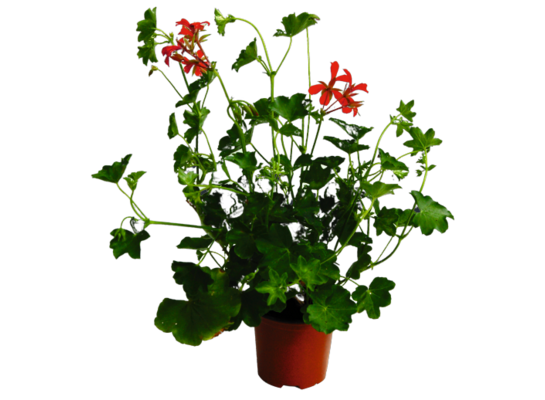 Pelargonia bluszczolistna wys. 30 cm don. 11 cm