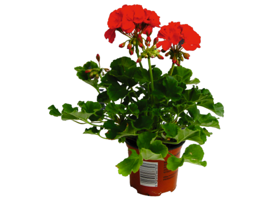 Pelargonia rabatowa wys. 30 cm don. 11 cm