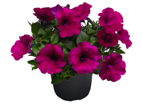 Surfinia wys. 30 cm don. 11 cm