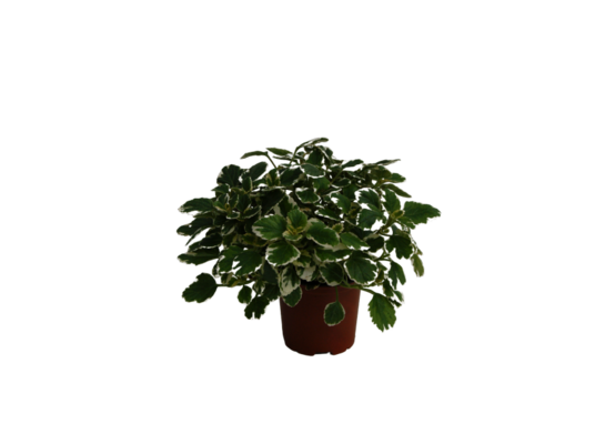 Komarzyca wys. 25 cm don. 10,5 cm