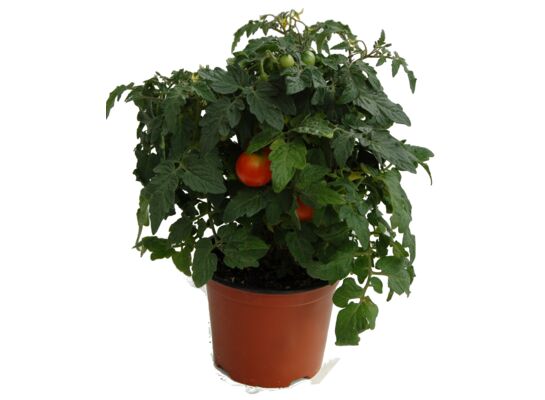 Pomidor koktajlowy karłowy wys. 60 cm don. 12 cm