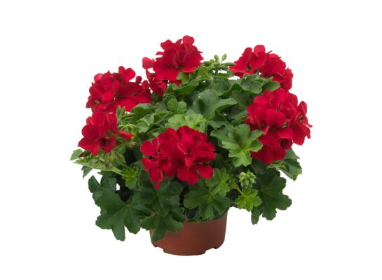 Pelargonia Calioppe Landscape wys. 30 cm don. 12 cm