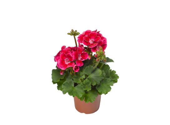 Pelargonia rabatowa "Magic eye" wys. 30 cm don. 12 cm