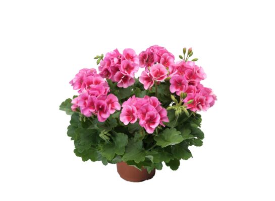 Pelargonia rabatowa Americana Pink Splash wys. 30 cm don. 12 cm