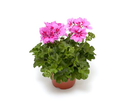 Pelargonia bluszczolistna "Lolipop" wys. 30 cm don. 12 cm