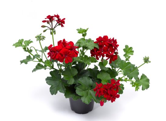 Pelargonia bluszczolistna Kate wys. 30 cm don. 12 cm