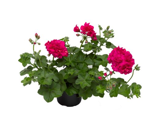 Pelargonia bluszczolistna Rocky wys. 30 cm don. 12 cm
