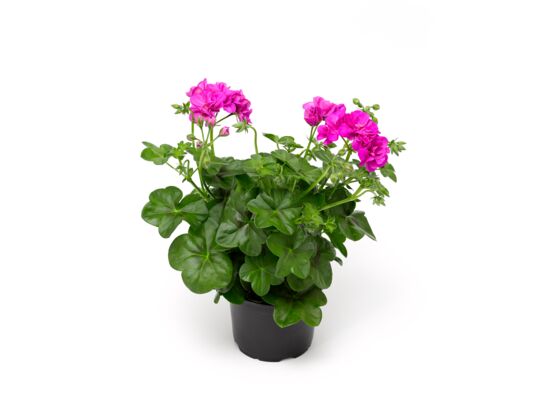 Pelargonia bluszczolistna Vicky wys. 30 cm don. 12 cm