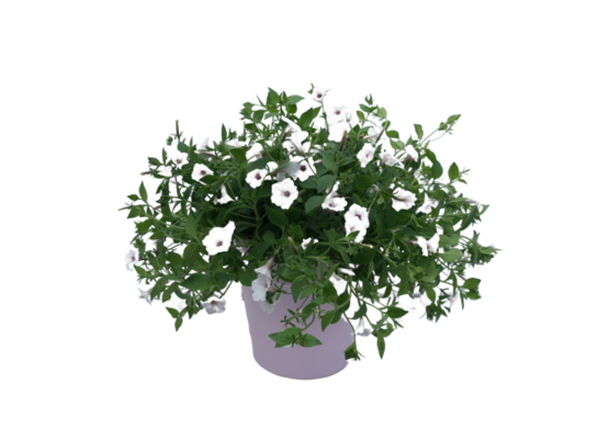 Petunia Supertunia Vista wys. 25 cm don. 12 cm