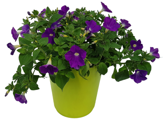 Petunia Table Azure wys. 30 cm don. 12 cm
