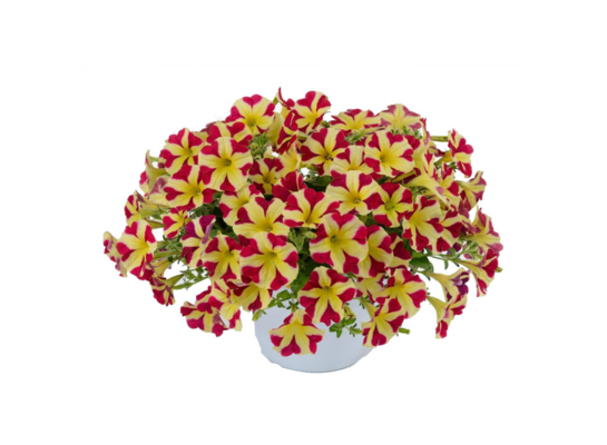 Petunia Amore Queen of Hearts wys. 30 cm don. 12 cm