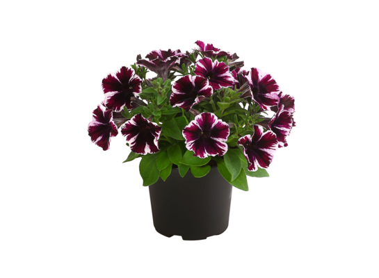 Petunia "Miss Marvelous" wys. 30 cm don. 12 cm