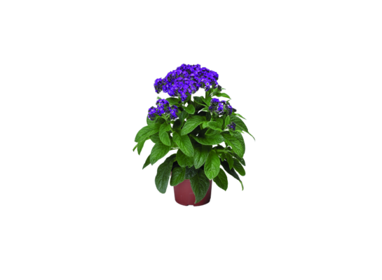 Heliotrop don. 10,5 cm wys. 30 cm