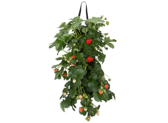 Truskawki w wiszącej torbie