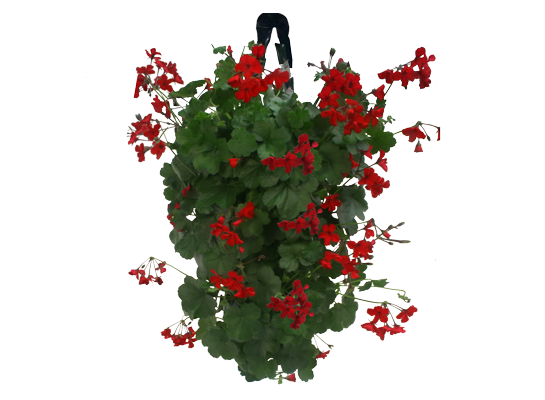 Pelargonie w wiszącej torbie wys. 55 cm