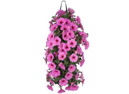 Surfinie w wiszącej torbie wys. 30 cm