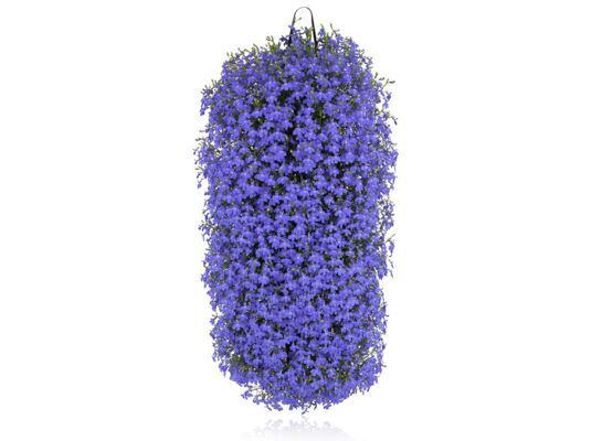 Lobelia w wiszącej torbie wys. 30 cm