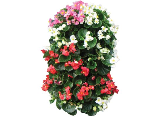 Begonia w wiszącej torbie